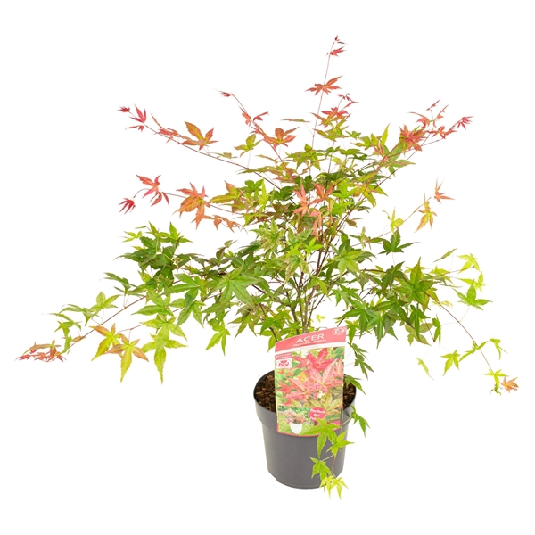 <h4>Acer palm. 'Beni-maiko'</h4>