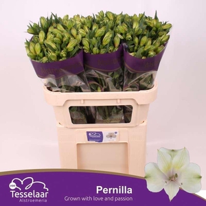 ALSTR PERNILLA ALSTROEMERIA PERNILL