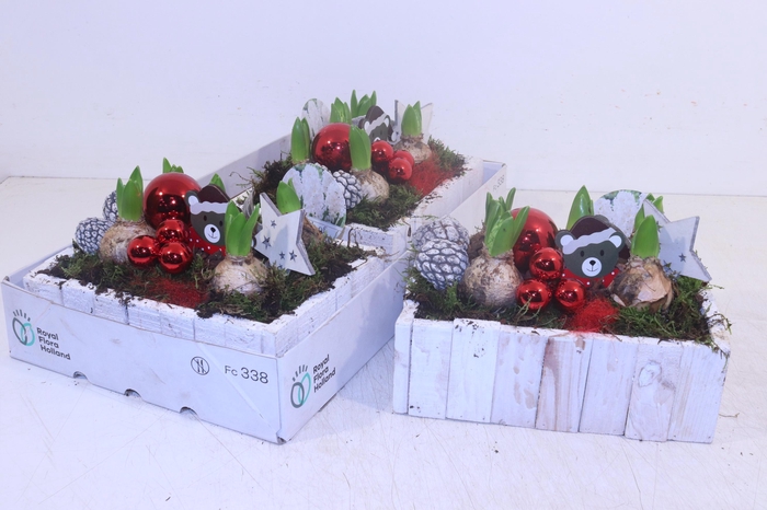 <h4>Arr Hyacinth</h4>