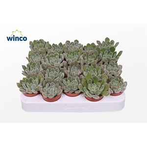 Echeveria Green Velvet