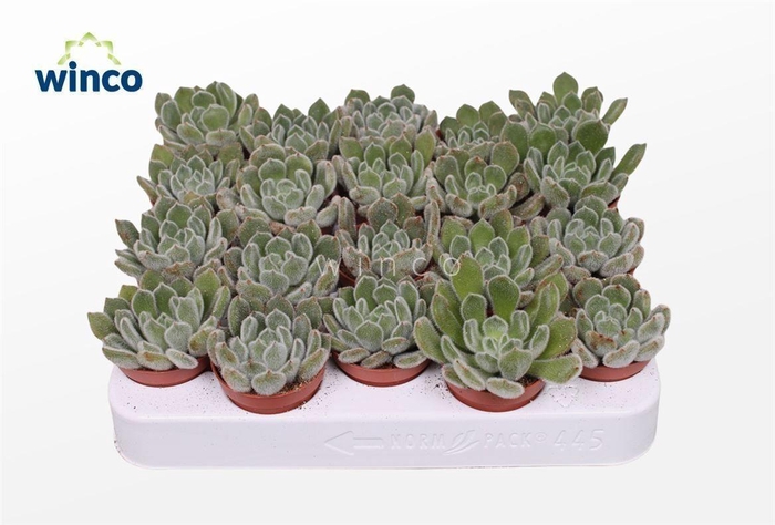 <h4>Echeveria Green Velvet</h4>