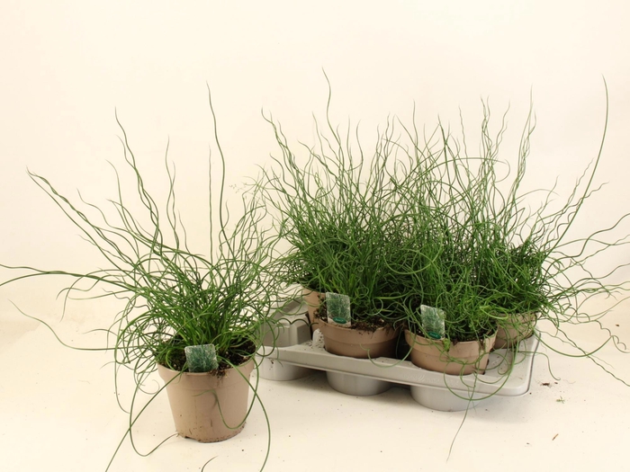 <h4>JUNC EF SPIRALIS</h4>