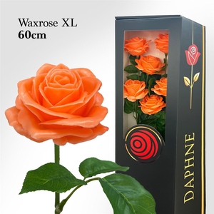 Wax Rose Xl Peach 60cm