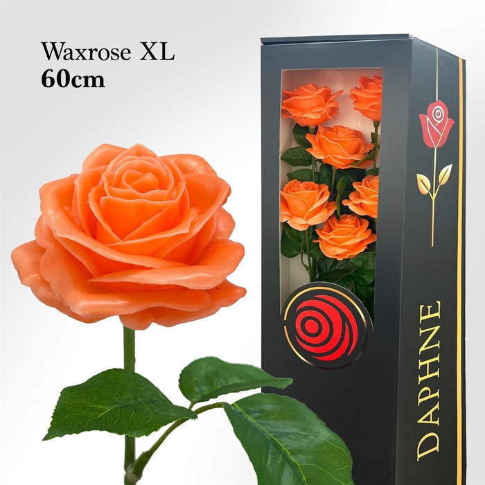 <h4>Wax Rose Xl Peach 60cm</h4>