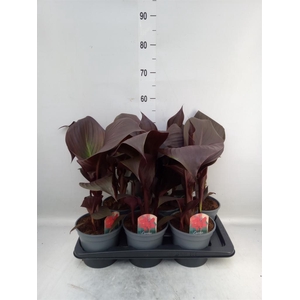 Canna  'Red Velvet'
