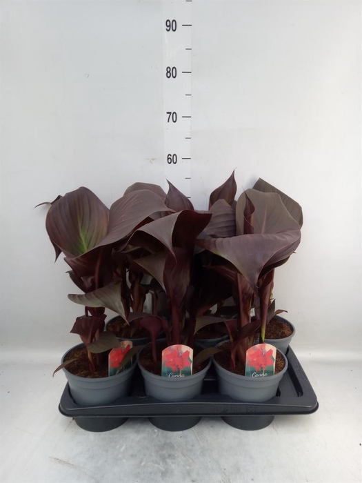 <h4>Canna  'Red Velvet'</h4>
