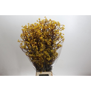 Kangaroo Paw Yellow Gem