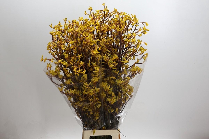 <h4>Kangaroo Paw Yellow Gem</h4>