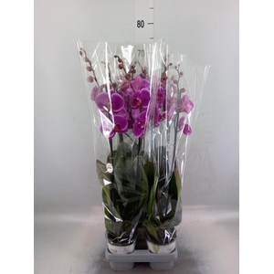 Phalaenopsis  'Ant Durban'