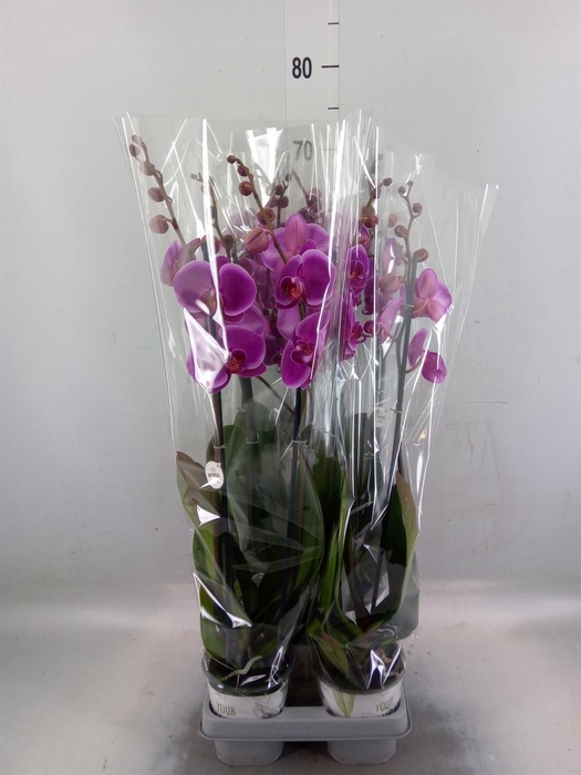 <h4>Phalaenopsis  'Ant Durban'</h4>