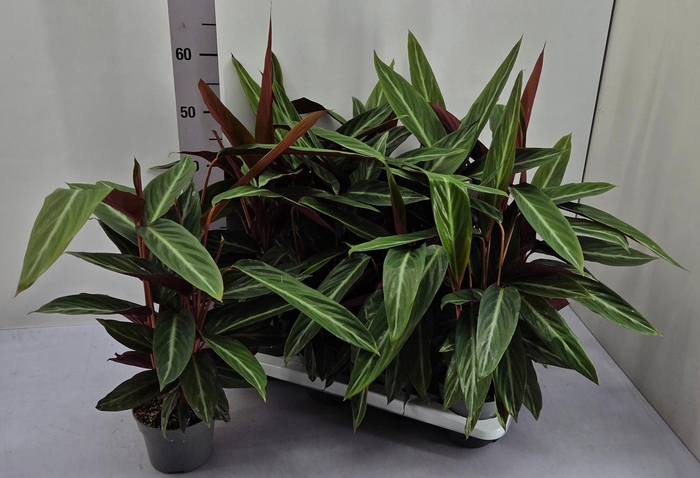 <h4>STROM SANGUINEA</h4>