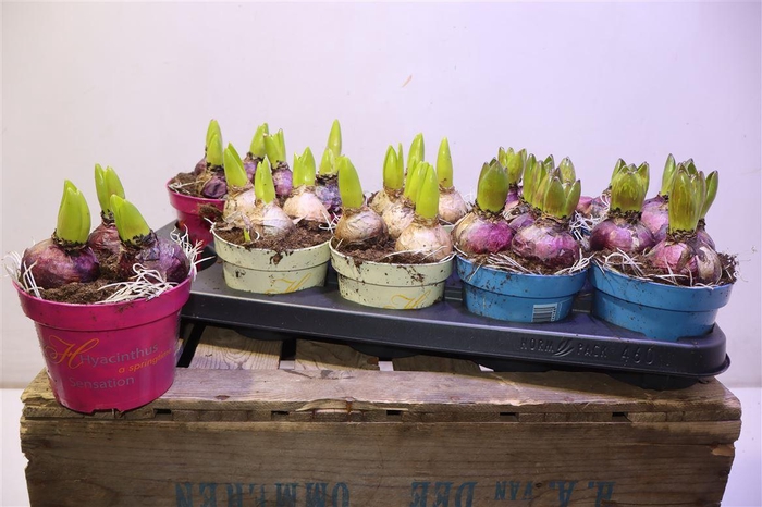 <h4>arr8 Hyacin Gem 3 Kl</h4>