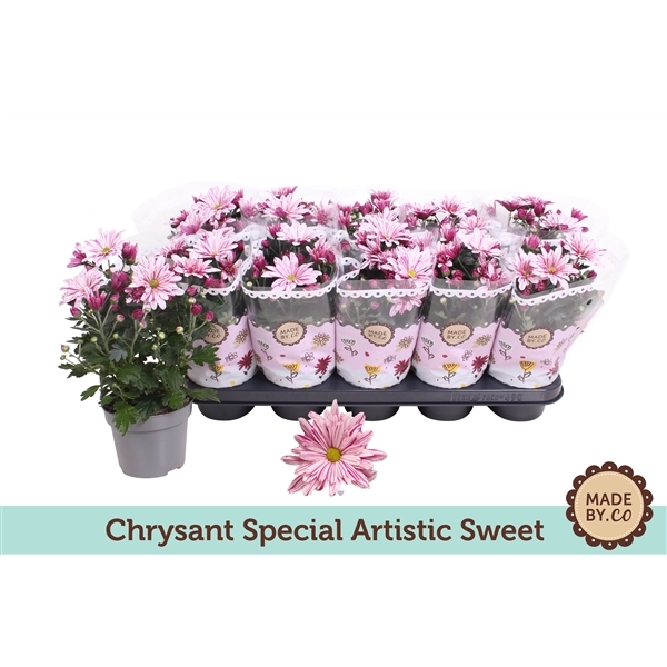 <h4>Chrysanthemum Indicum Special Grazi</h4>