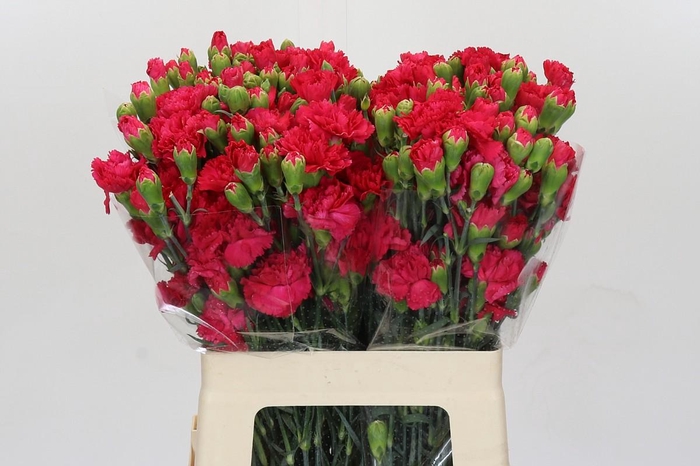 <h4>Dianthus Tr Picasso</h4>