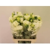 Lisianthus do alissa white
