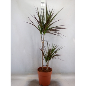 Dracaena marg. 'Magenta'