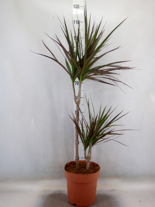 <h4>Dracaena marg. 'Magenta'</h4>