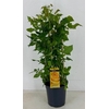 Rosa (Floribunda Grp) Summer Select geel Summer Select