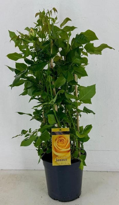 Rosa (Floribunda Grp) Summer Select geel Summer Select