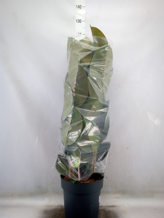 <h4>Ficus elastica 'Robusta'</h4>
