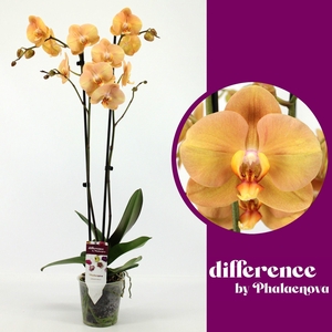 PHAL OV ORANJE