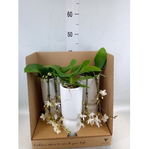 Phalaenopsis multi.   ...white
