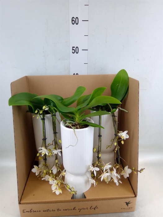 <h4>Phalaenopsis multi.   ...white</h4>