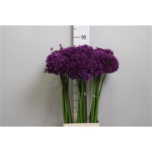 Allium Purple Sens