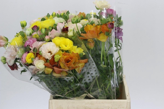 <h4>RAN BUTTERFLY GEM BS</h4>