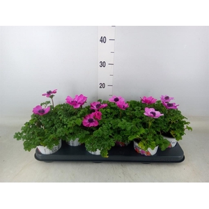 Anemone cor. 'Harmony Orchid'