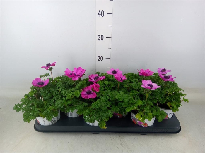 <h4>Anemone cor. 'Harmony Orchid'</h4>