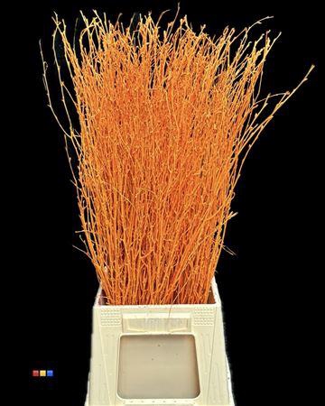 <h4>Betula / Berkentak Orange</h4>