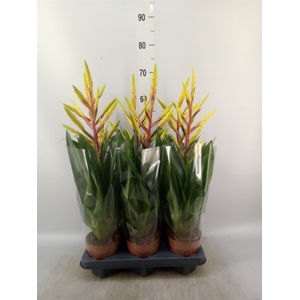 Tillandsia