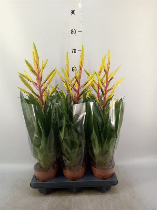 <h4>Tillandsia</h4>