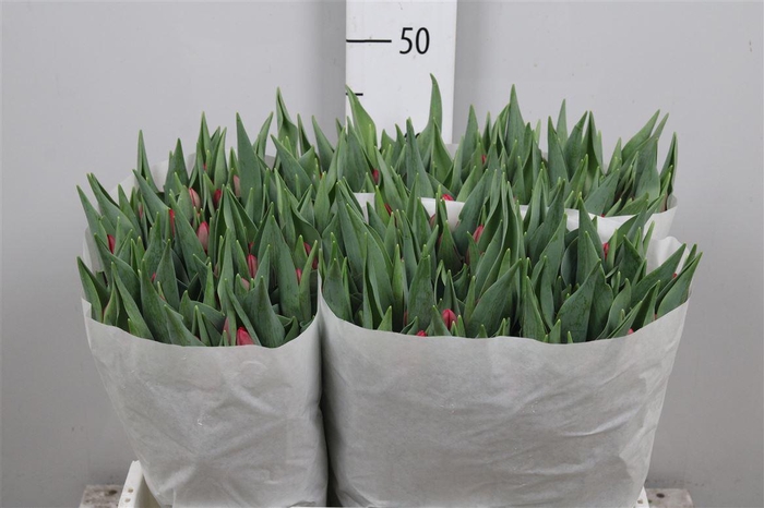 <h4>Tu En Surrender</h4>