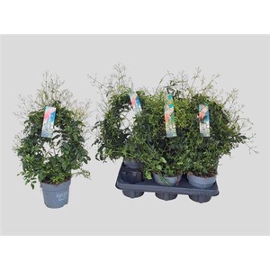 Jasm Polyanthum Wit 300+