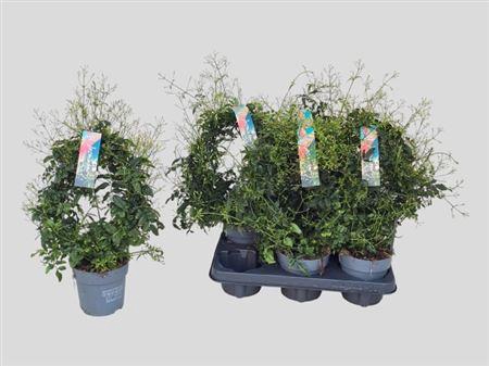 <h4>Jasm Polyanthum Wit 300+</h4>