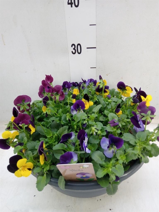 <h4>Viola corn.   ...</h4>