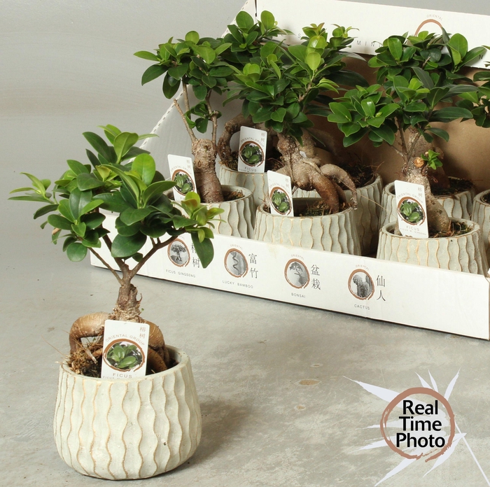 <h4>FIC MI GINSENG</h4>