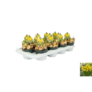 Narcissus Tete Boucle