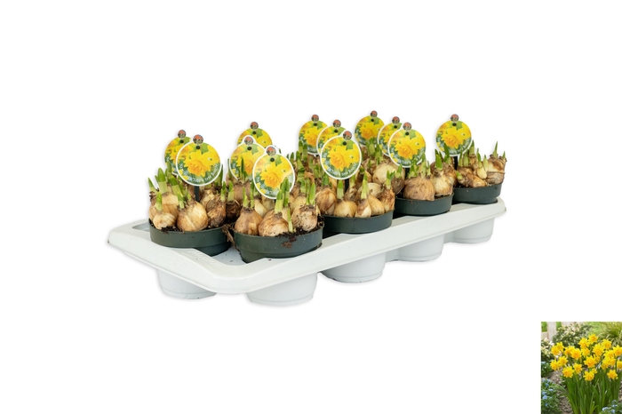 <h4>Narcissus Tete Boucle</h4>