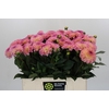 Dahlia Esli