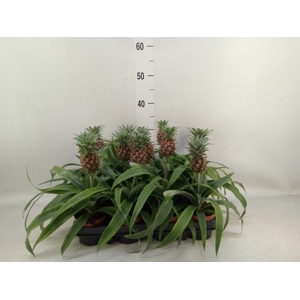 Ananas  'Rosita'