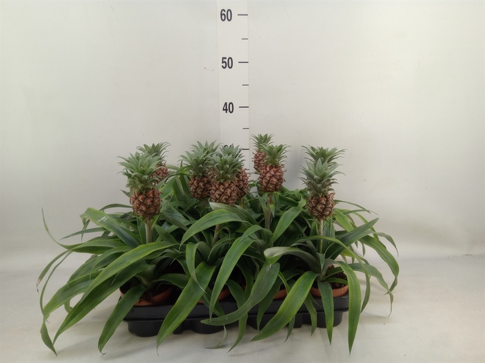 <h4>Ananas  'Rosita'</h4>