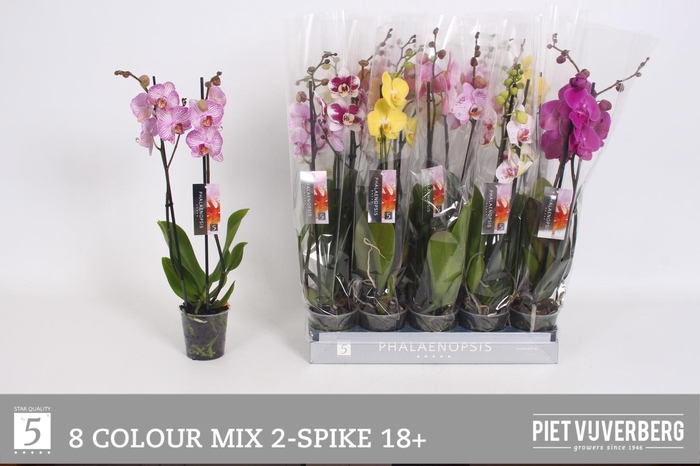 <h4>PHAL GEM 8 KL</h4>