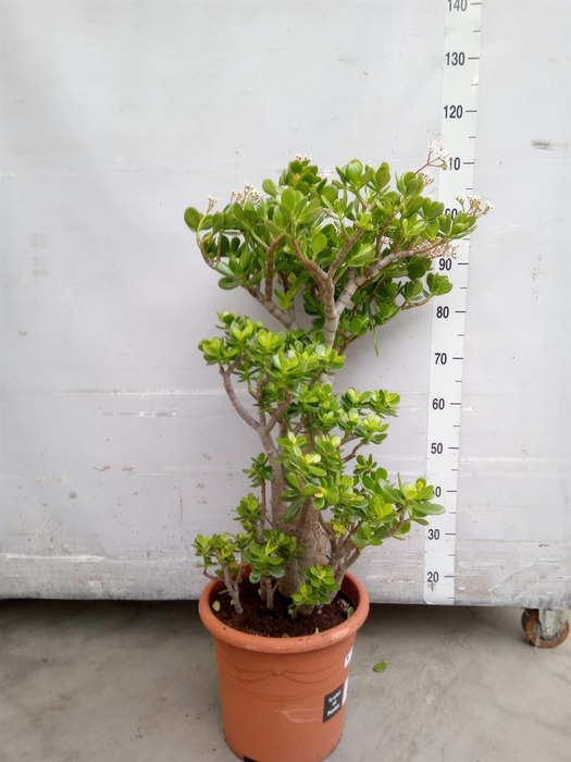 <h4>Crassula ovata</h4>