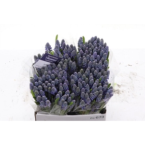 Muscari Armeniacum