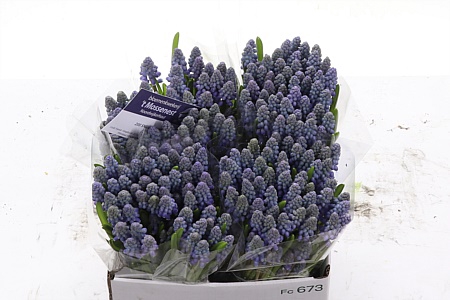 <h4>Muscari Armeniacum</h4>