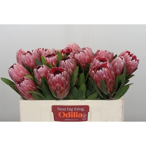 Protea Pink Ice