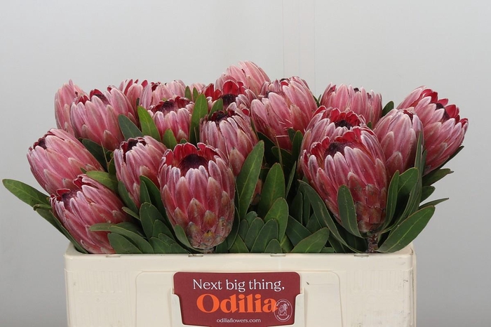<h4>Protea Pink Ice</h4>